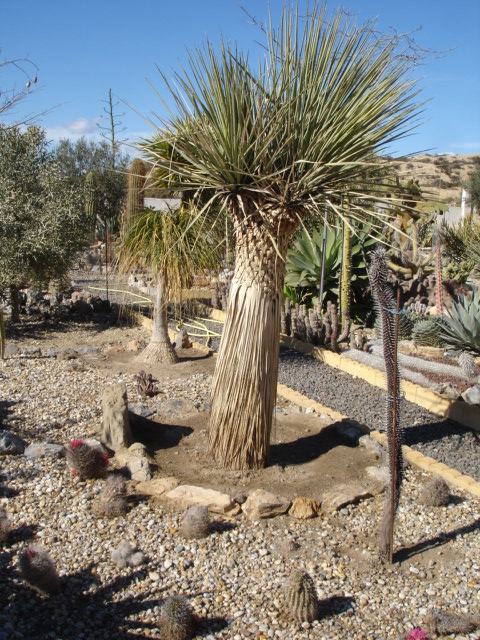 Yucca rostrata.JPG