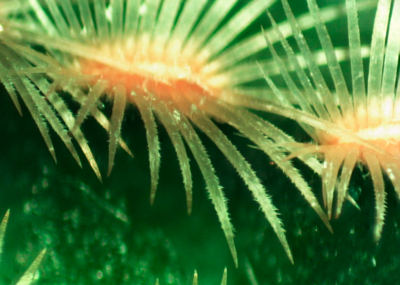 Echinocereus-rigidissimus-areola.jpg