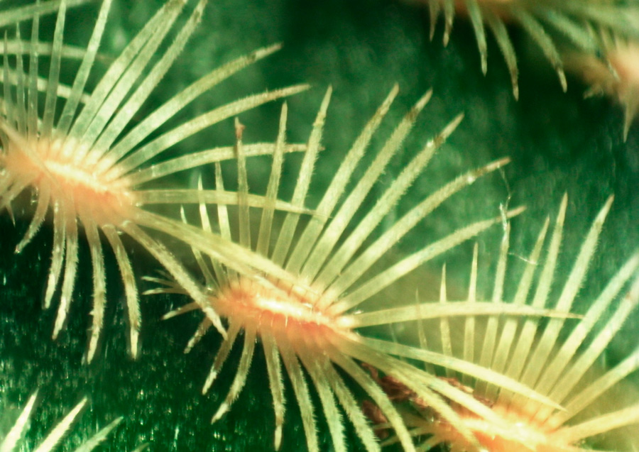 Echinocereus-rigidissimus-areola2.jpg