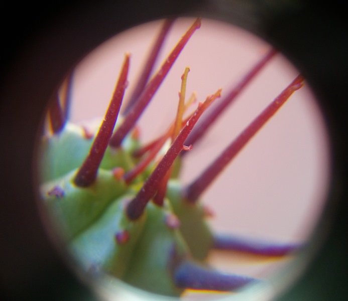 Euphorbia eopla 2.jpg