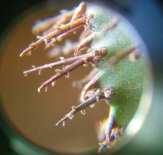 Euphorbia horrida.jpg
