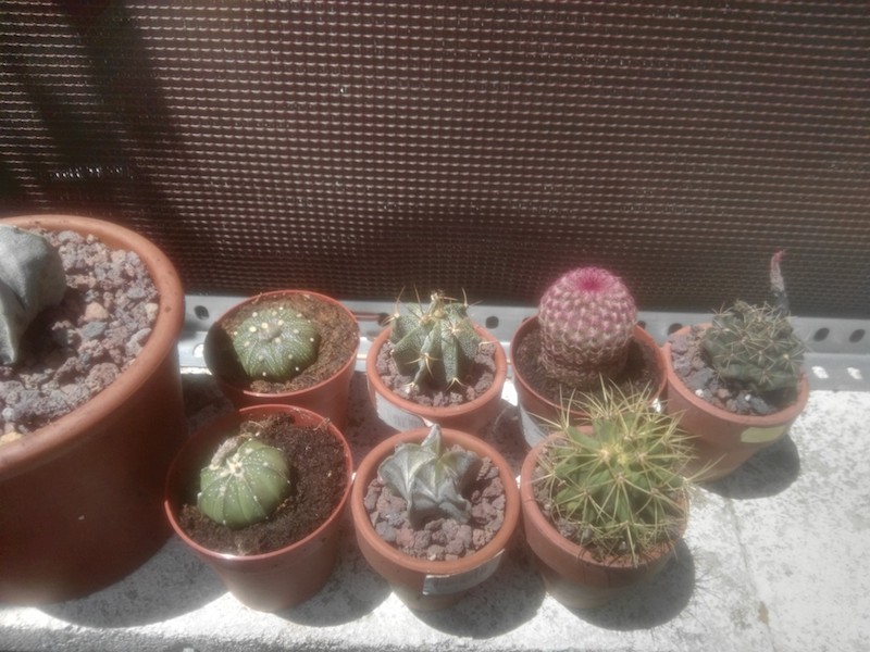 ¿Me podríais ayudar con los dos cactus que no son ni astrophytum ni ferocactus?