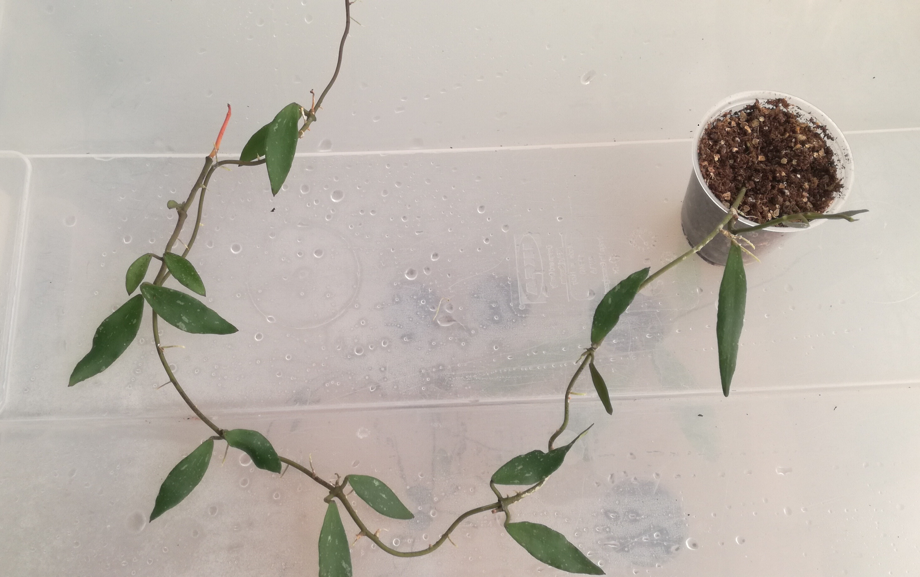 Hoya mirabilis
