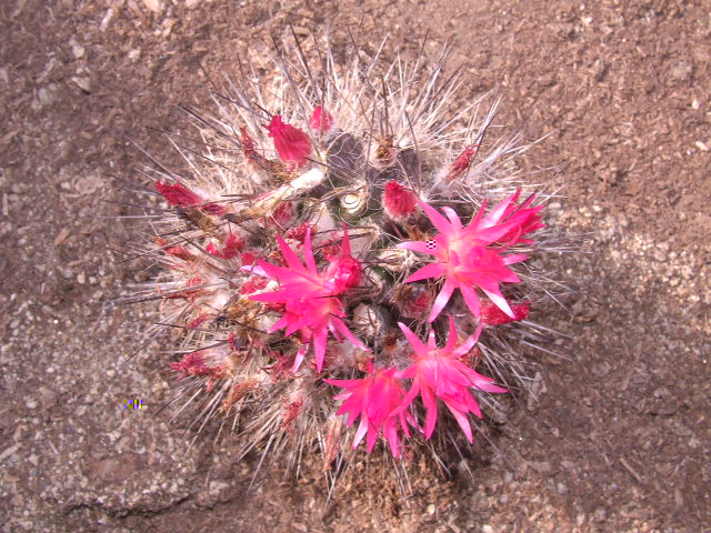 E. villosa. Huasco