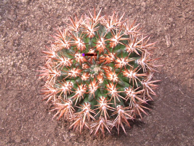 E. subgibossa castanea. San José