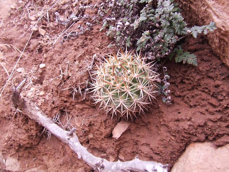 Pyrrhocactus curvispinus
