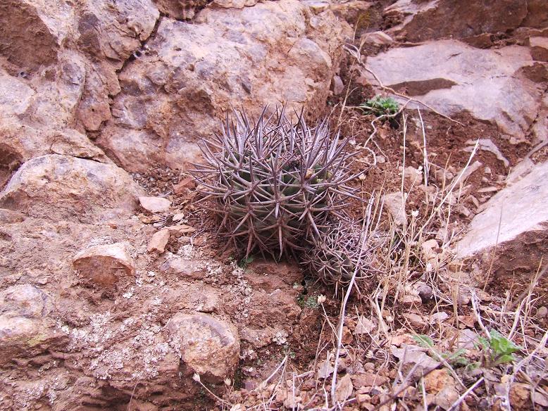 Eriosyce (Pyrrhocactus) curvispina