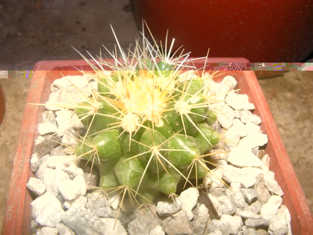Echinocactus grosunii