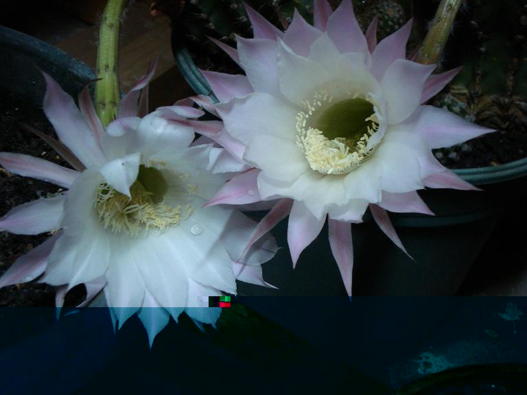 Echinopsis flor 5 .JPG