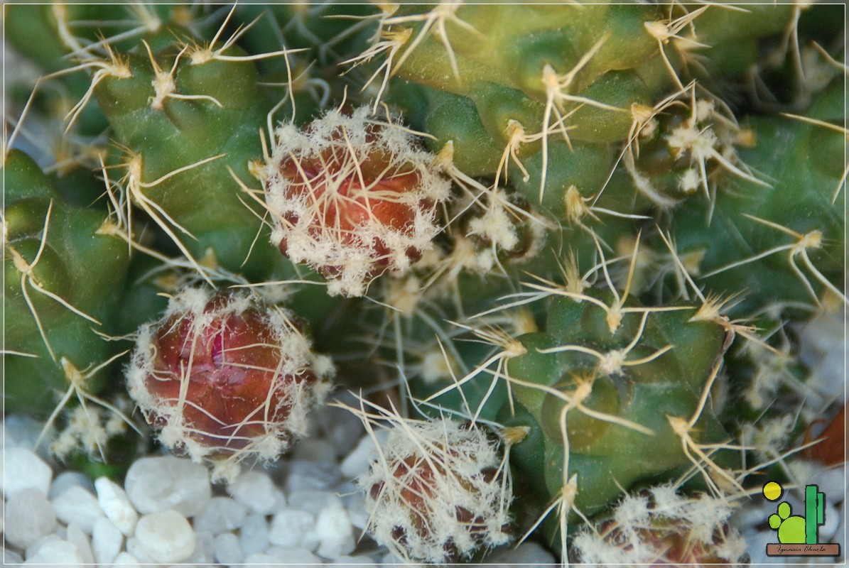 267 10 Maihuenopsis subterranea var Incahuasi 2009 06 02.JPG