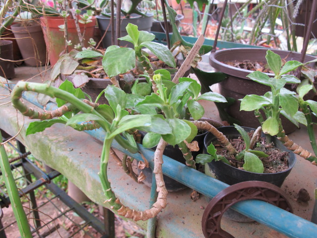 Monadenium rhizophorum