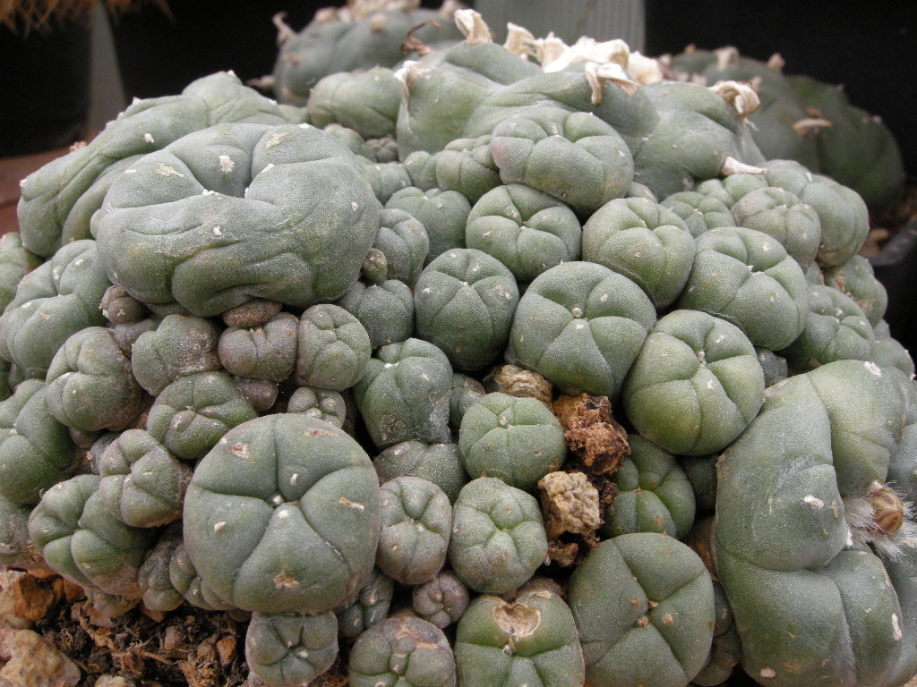 DSCN9113.JPG