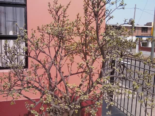 arbol suculento.jpg