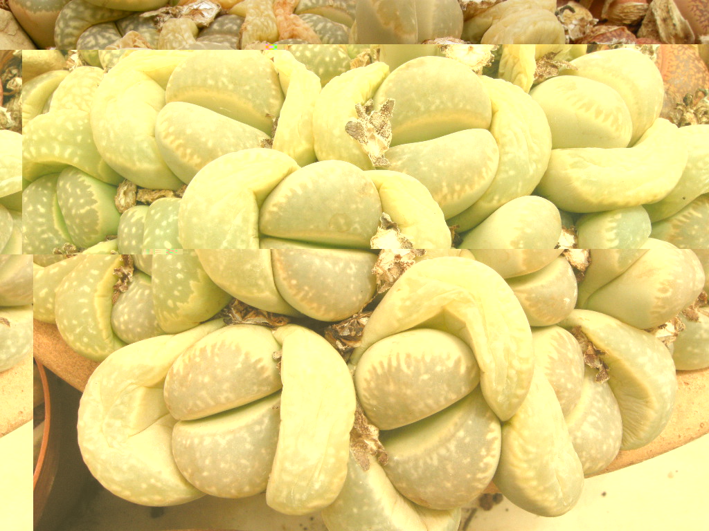 DSCN9136.JPG