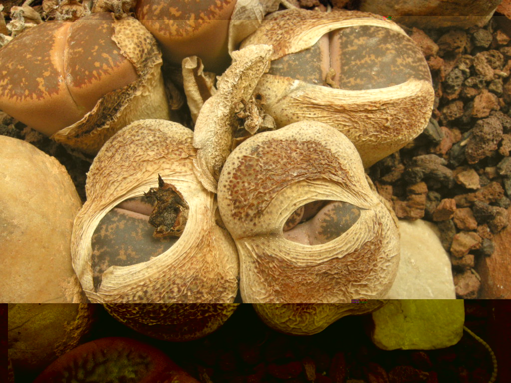 DSCN9138.JPG