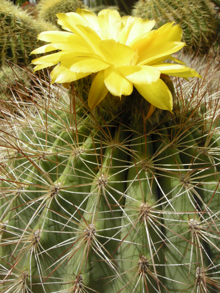 DSCN9119.JPG