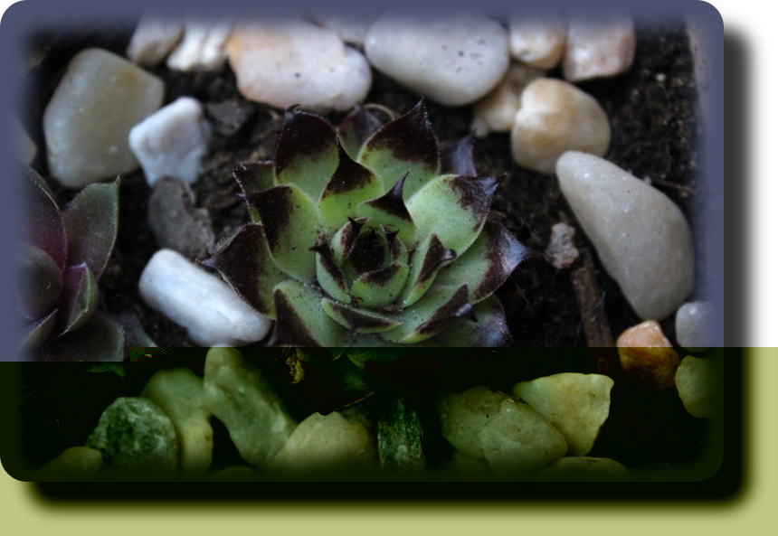 S3 Calcareum sir williams laurence 1.jpg