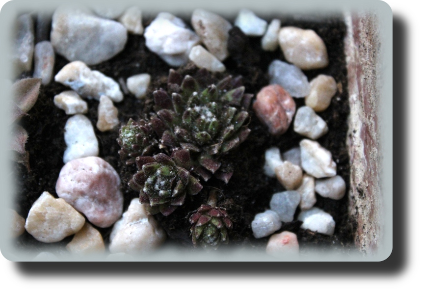 S7 Arachnoideum robin.jpg