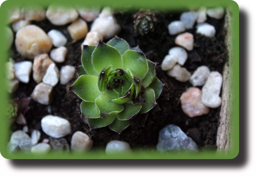 S8 Edge of night.jpg