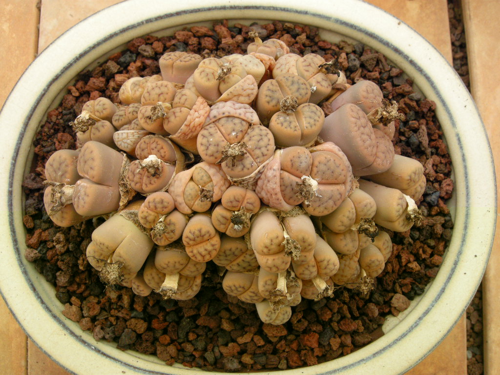 DSCN9246.JPG