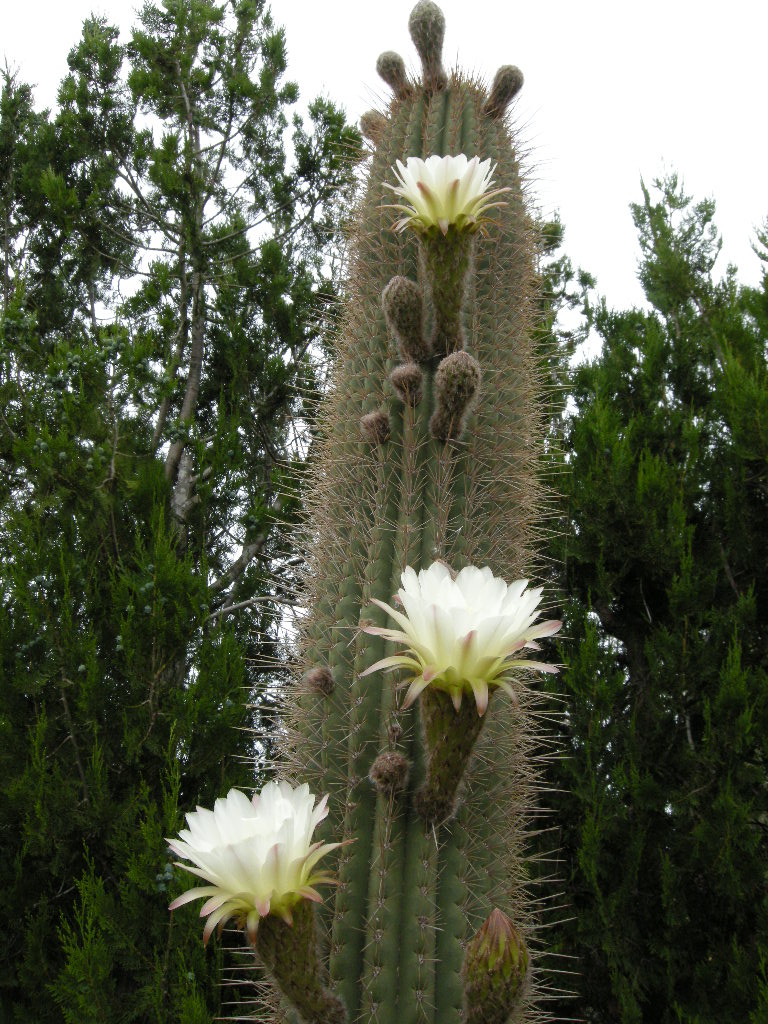 DSCN9250.JPG