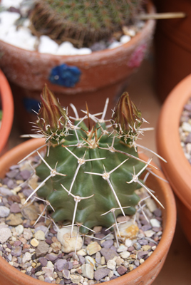 DSC08825.jpg