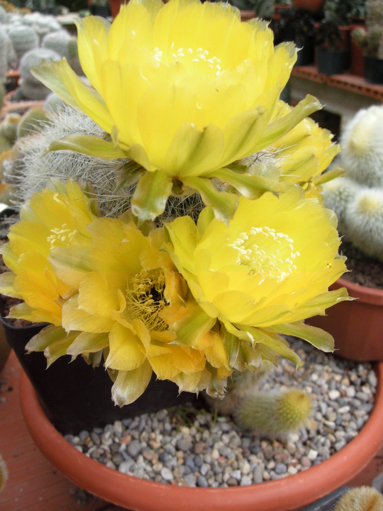 DSCN9267.JPG