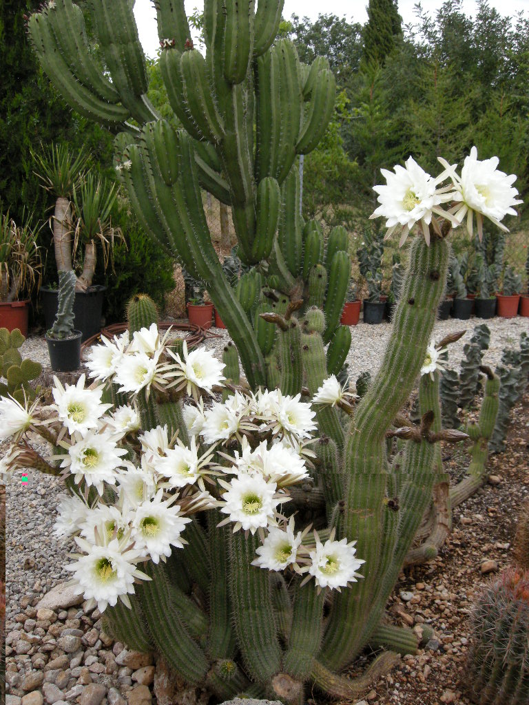 DSCN9286.JPG