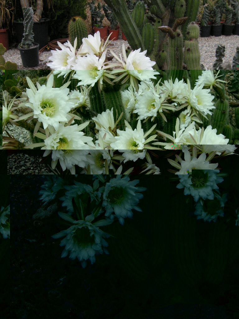 DSCN9285.JPG