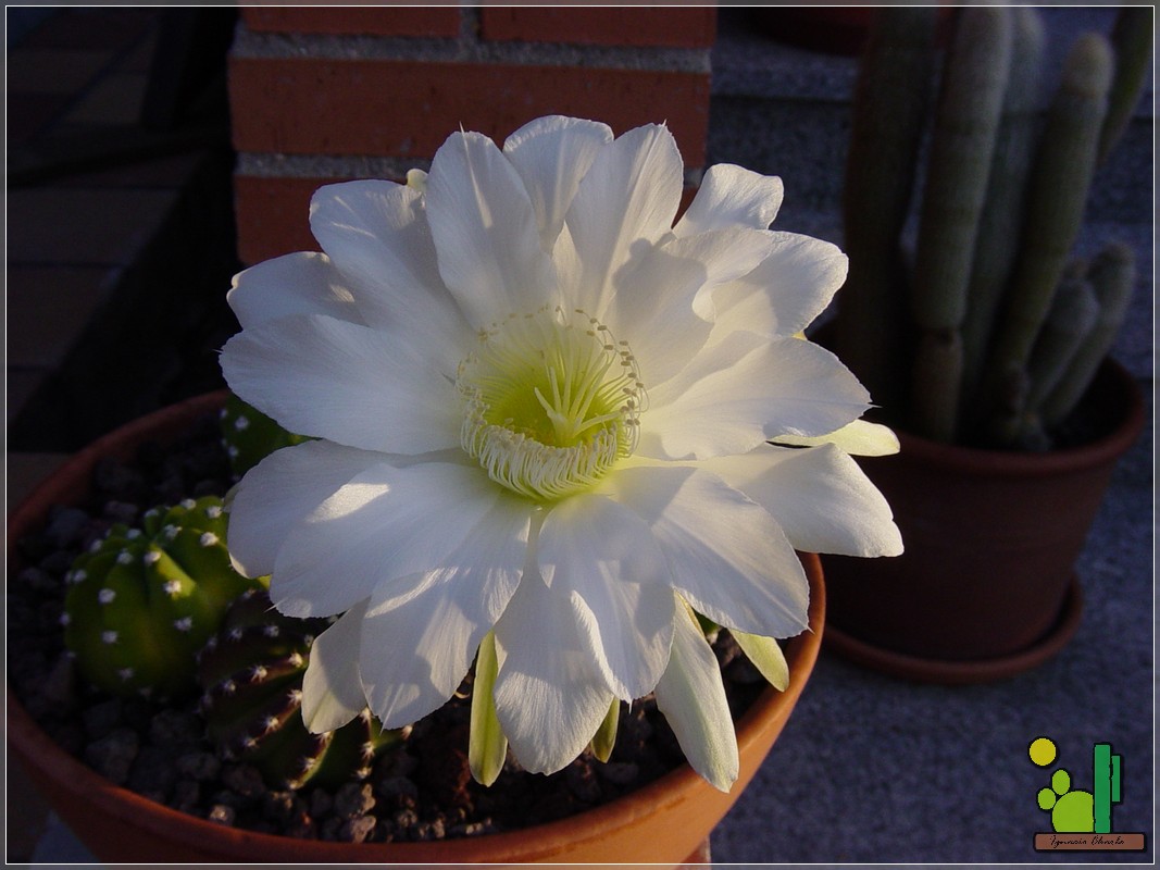 Y en esta otra foto del 2006, esta la flor.