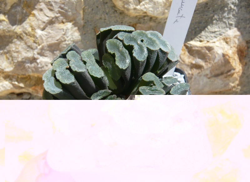 Haworhtia Truncata