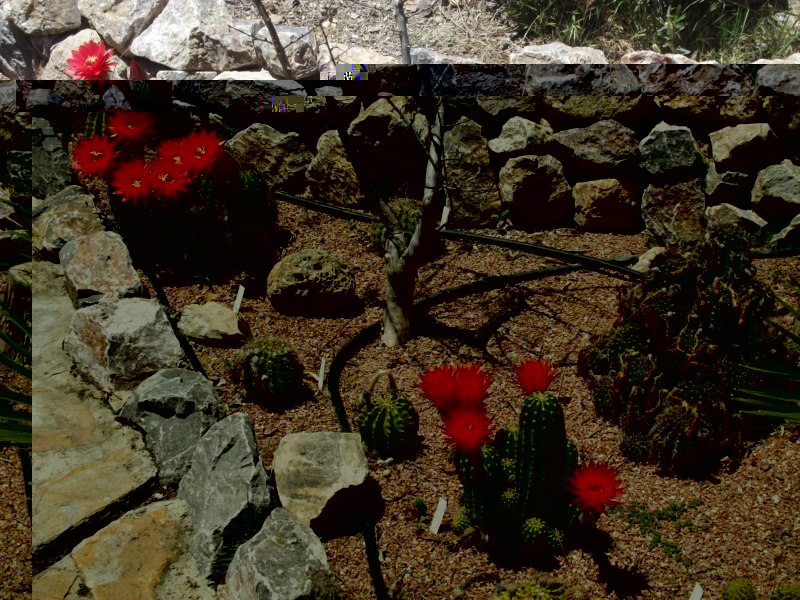 Echinopsis
