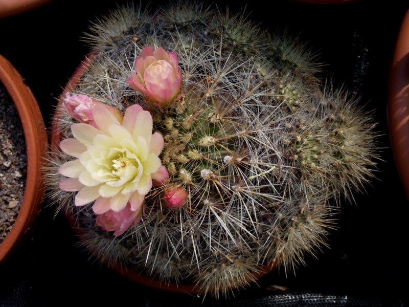 DSCF8808 [800x600].jpg