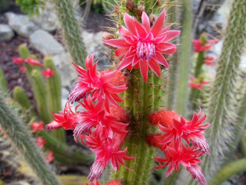 Cleistocactus ¿candelilla?