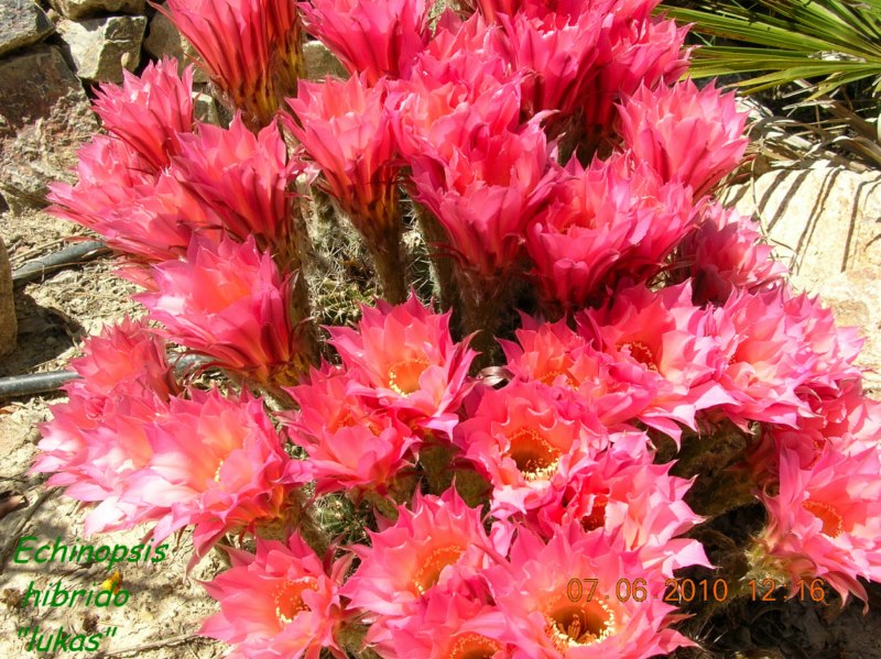 Esta es la vez que mas flores le he visto