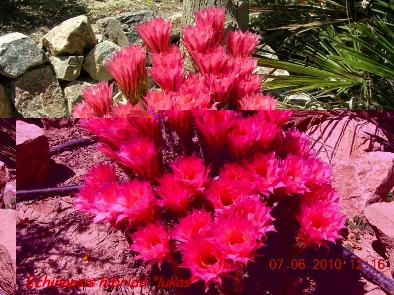 Echinopsis híbrido-lukas-Img1287 [800x600].jpg