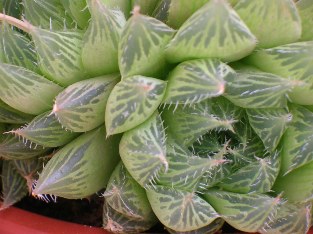 Hawortia cooperi