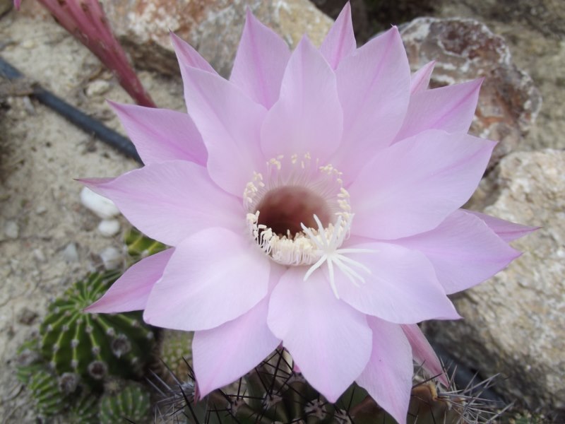 Echinopsis hibrida-183 [800x600].jpg