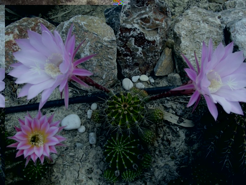 Echinopsis hibrida-182 [800x600].jpg