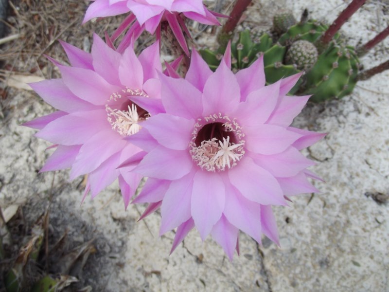 Echinopsis hibrida-176 [800x600].jpg