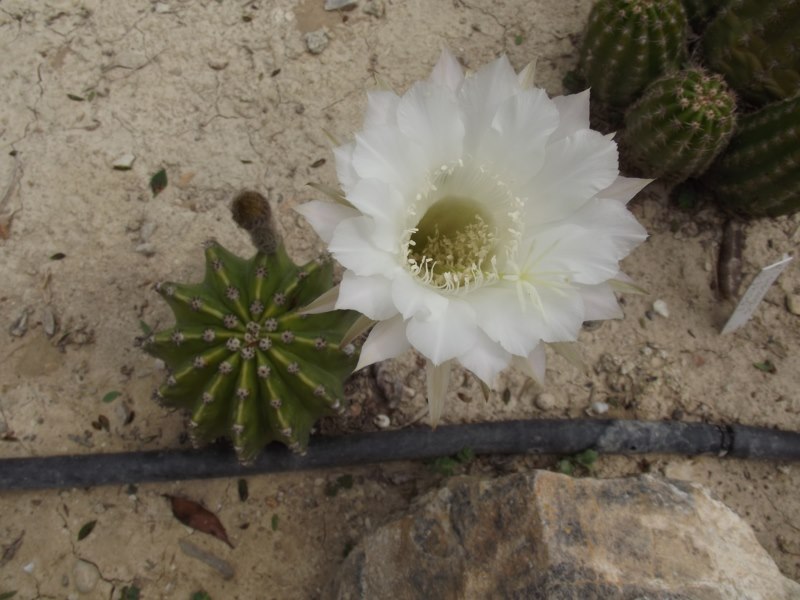 Echinopsis eyriesi-086 [800x600].jpg