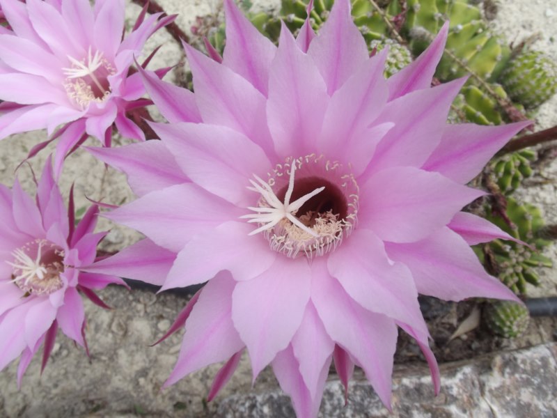 Echinopsis eyriesi v. roseiflora-089 [800x600].jpg