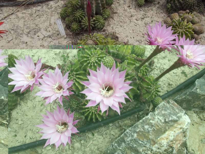 Echinopsis eyriesi v. roseiflora-084 [800x600].jpg