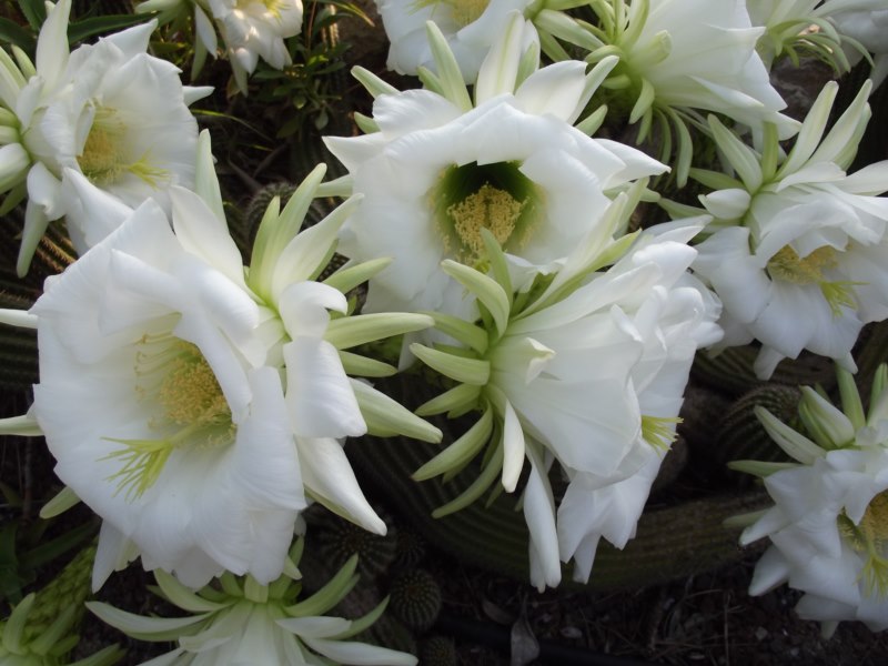 Echinopsis angelesii-165 [800x600].jpg