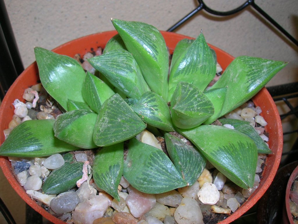 Haworthia elmeyae