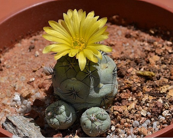 ortegocactus.jpg