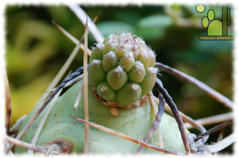 Tephrocactus aoracanthus Ch 173 2013 06.JPG