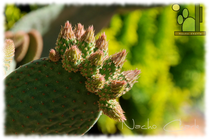 Opuntia microdasys cv. caress 1004 2013 06 01.jpg