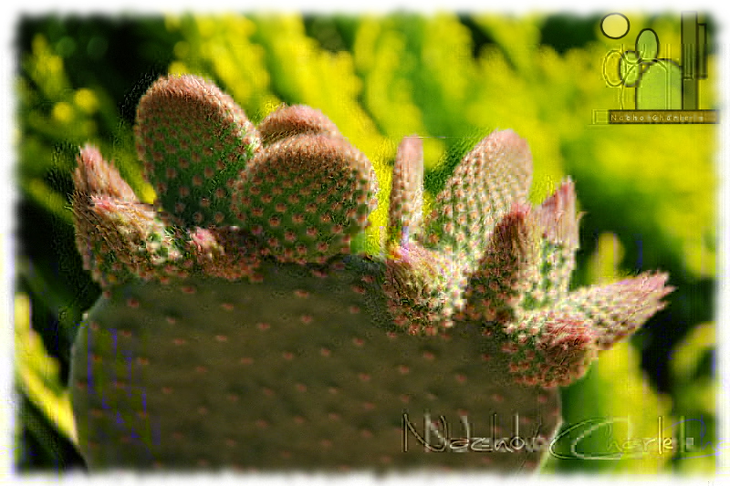 Opuntia microdasys cv. caress 1004 2013 06 02.jpg