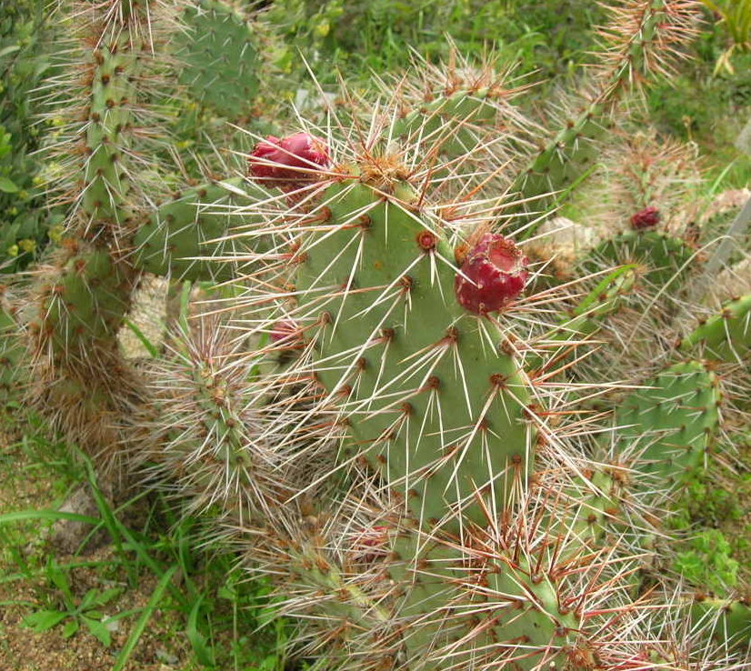 DSCN1126.jpg